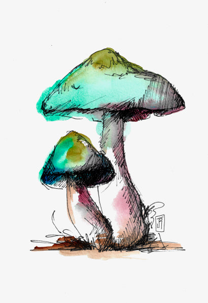 ENTOLOME LIVIDE MUSHROOM