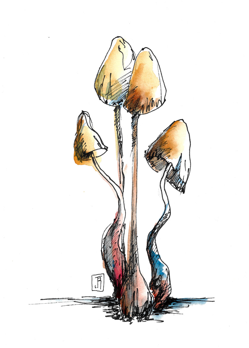 LIBERTY CAP MUSHROOM