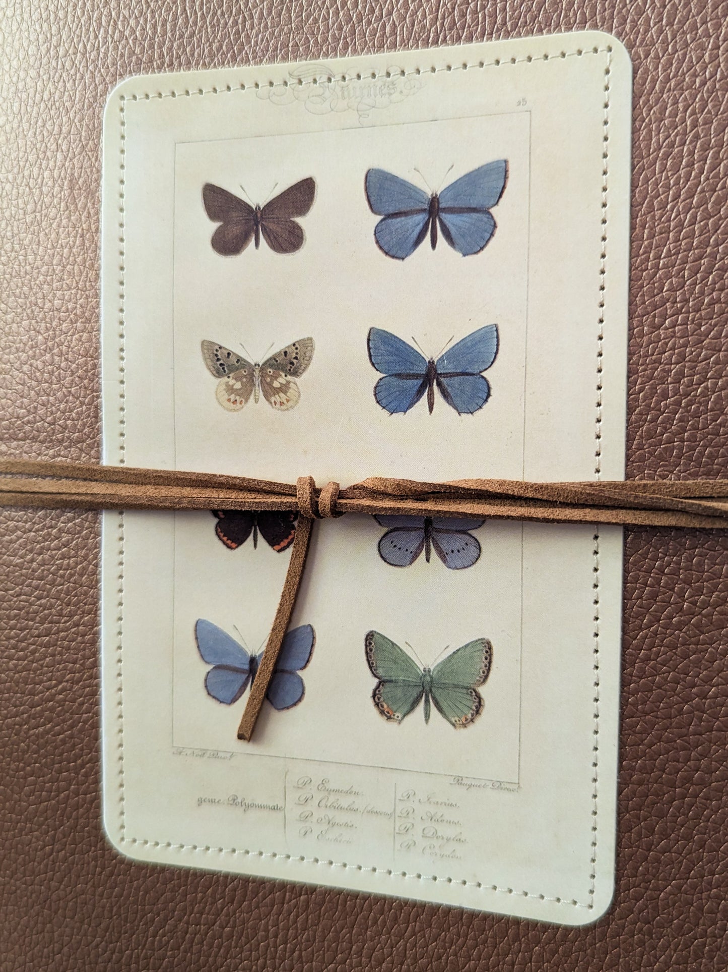 BUTTERFLY COLLECTION JOURNAL