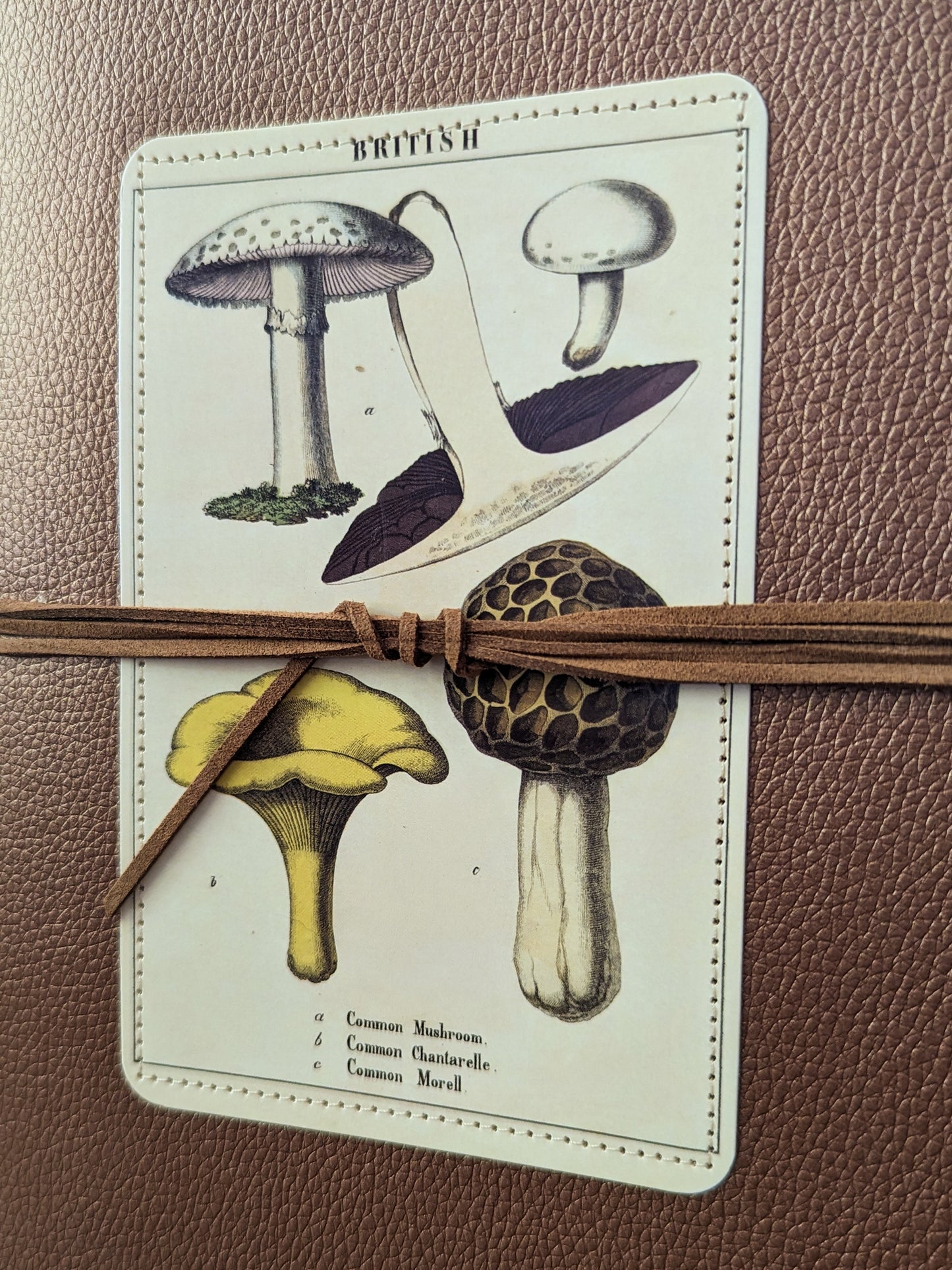 COMMOM MUSHROOMS JOURNAL