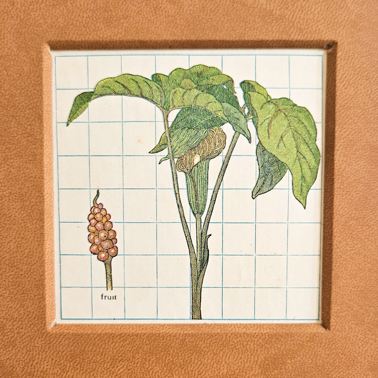 INDIAN TURNIP JOURNAL