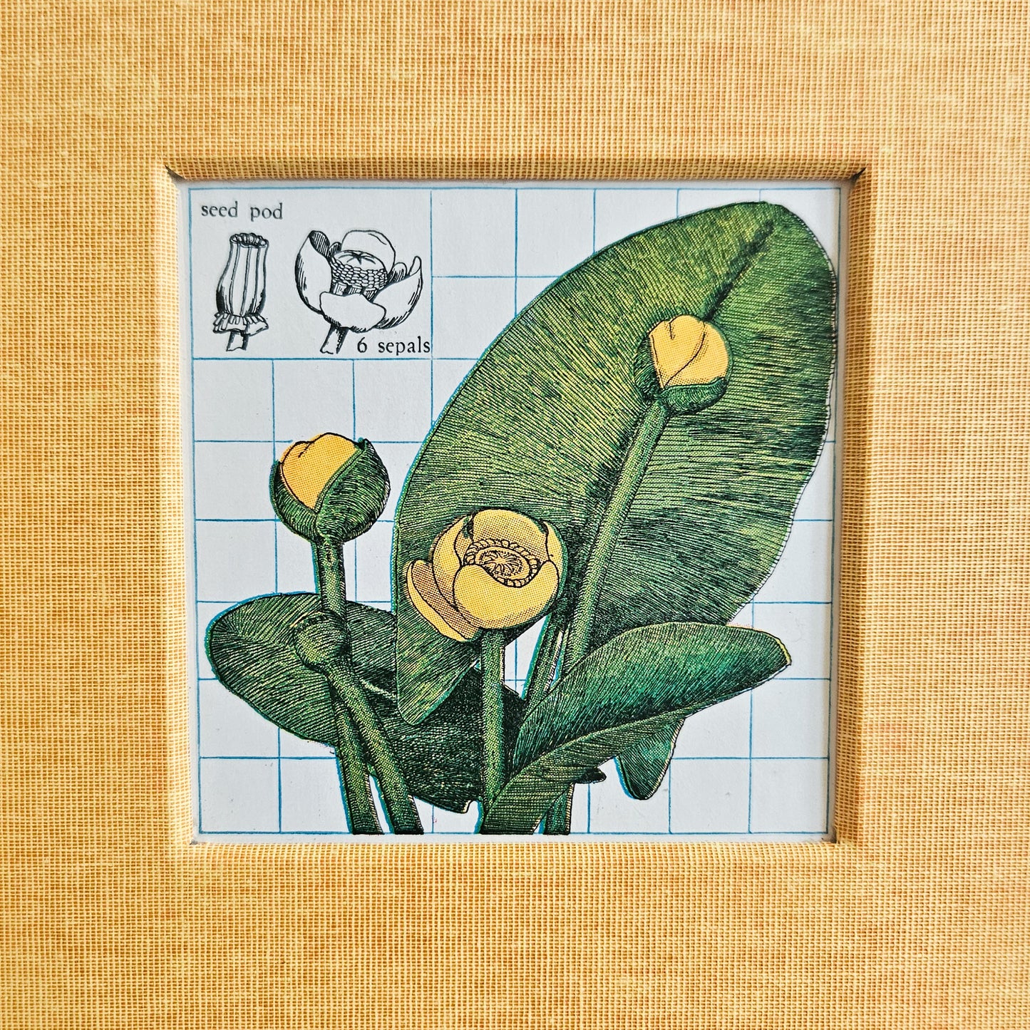 YELLOW POND LILY JOURNAL