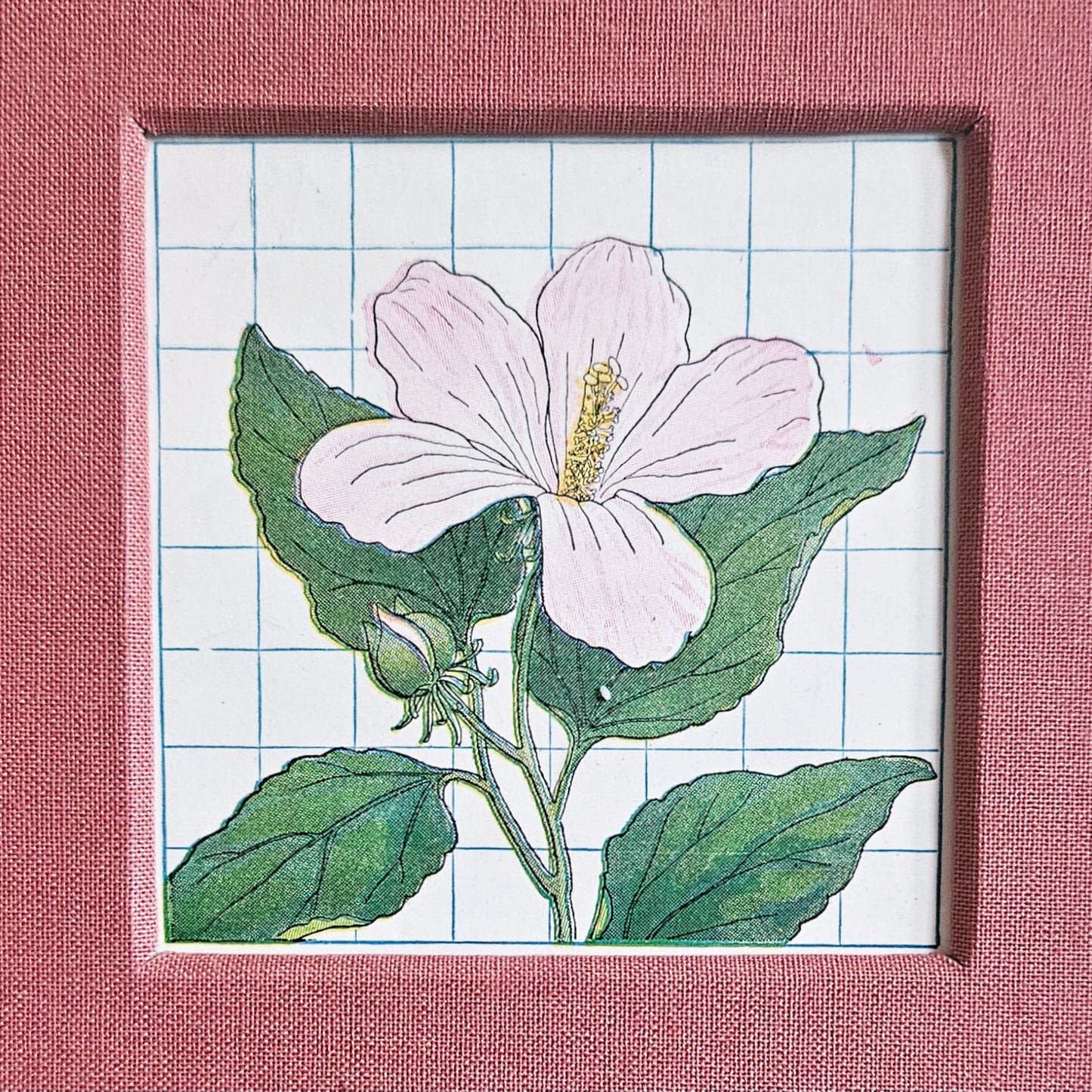 SWAMP ROSE MALLOW JOURNAL