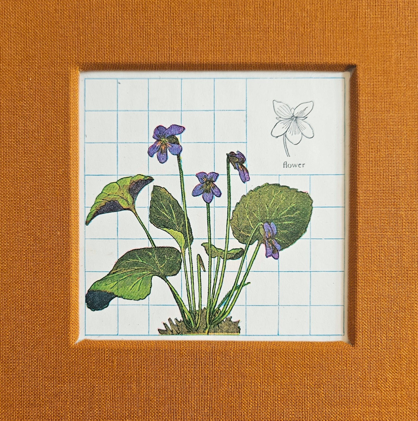 SOUTHERN WOOD VIOLET JOURNAL