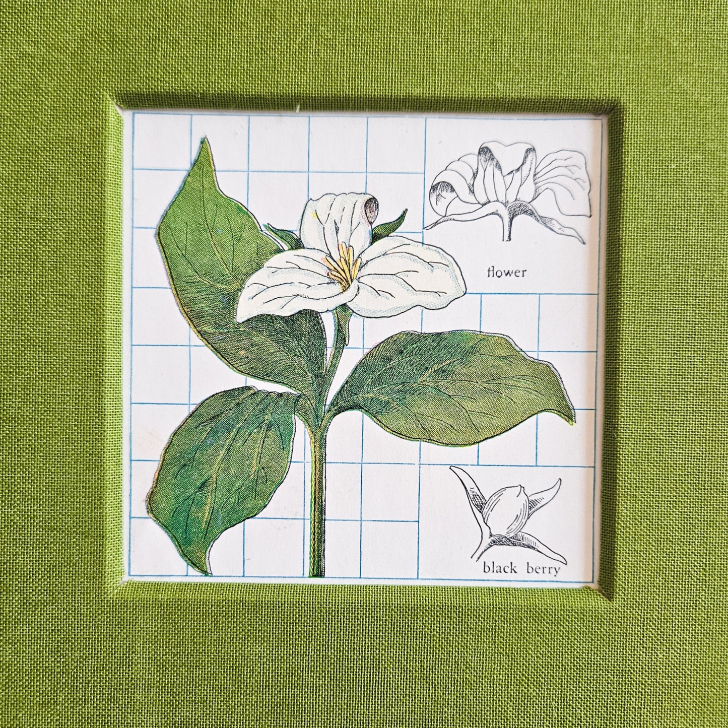 LARGE FLOWER TRILLIUM JOURNAL