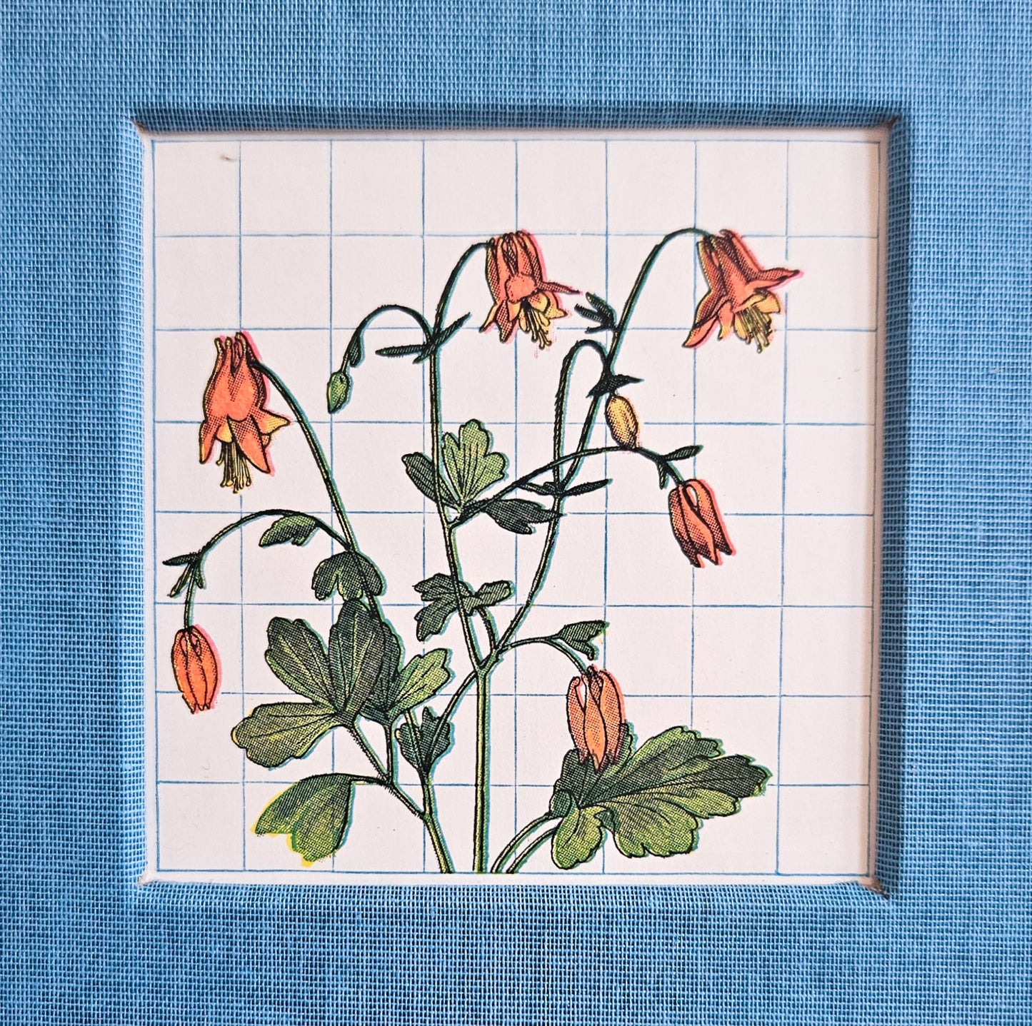 WILD COLUMBINE JOURNAL